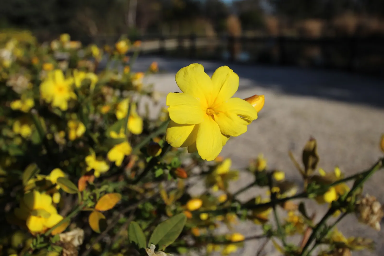 Primrose Jasmine (Jasminum Angulare) — graces landscapes with arching branches up to 10 feet wide and long