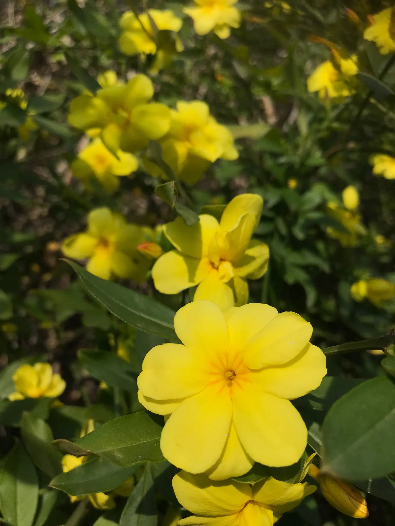 Primrose Jasmine (Jasminum Angulare) — graces landscapes with arching branches up to 10 feet wide and long; the Primrose Jasmine is adorned with, image 52
