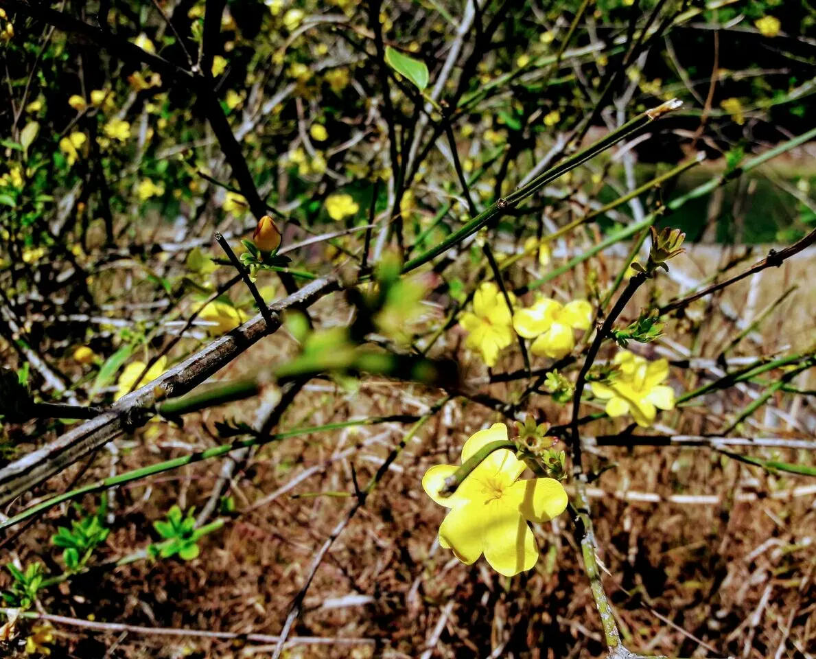 Primrose Jasmine (Jasminum Angulare) — Ideal for hedges or trellises
