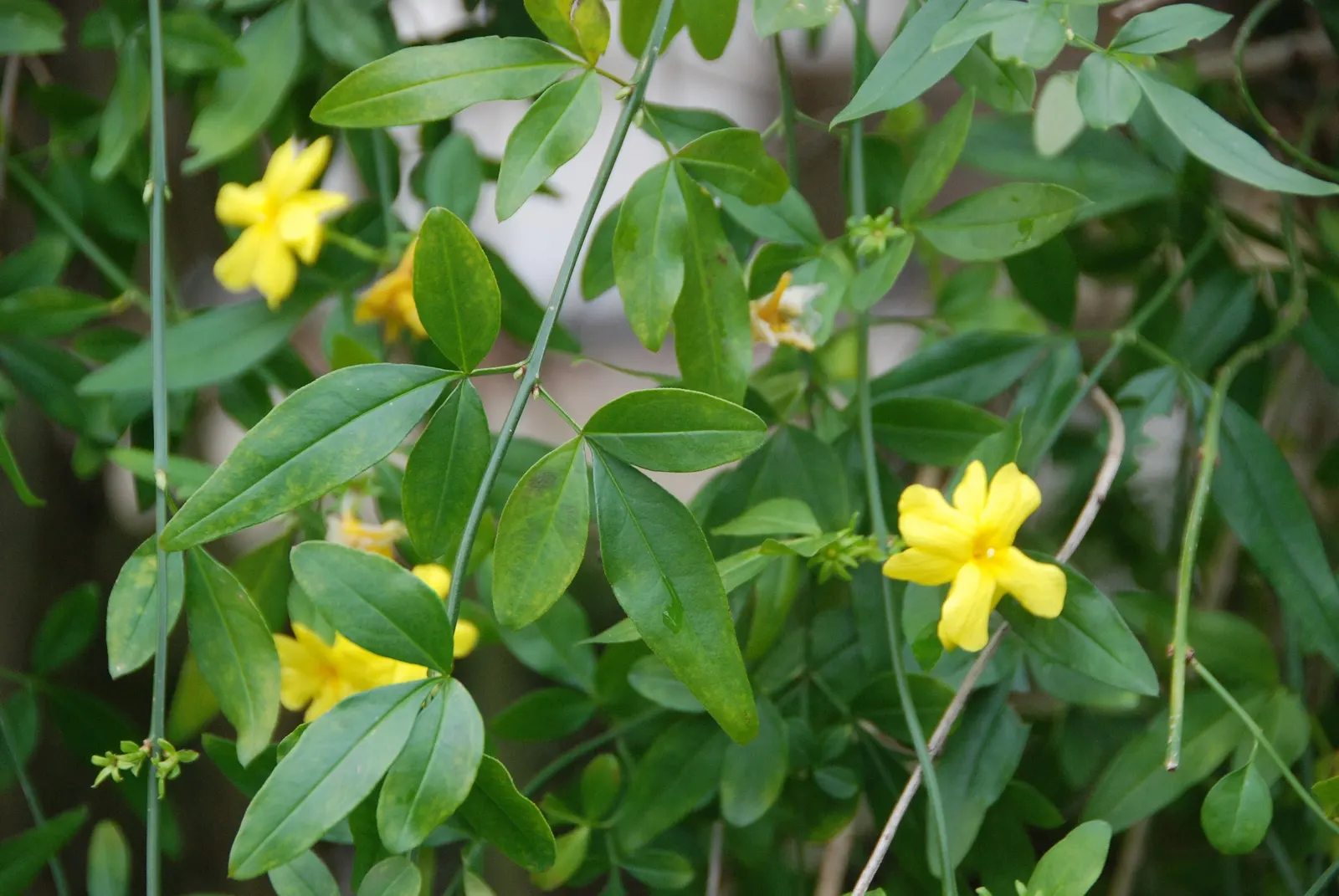 Primrose Jasmine (Jasminum Angulare) — pleasant fragrance that enhances outdoor living spaces.<br><br>Preferring full sun to partial shade