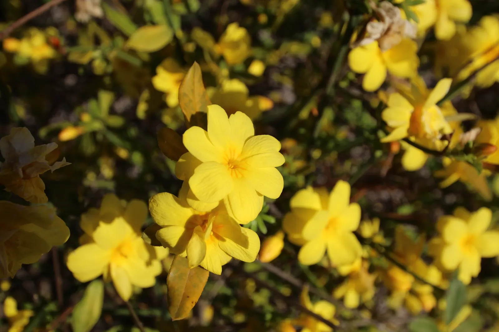 Primrose Jasmine (Jasminum Angulare) — this plant is versatile and adaptive