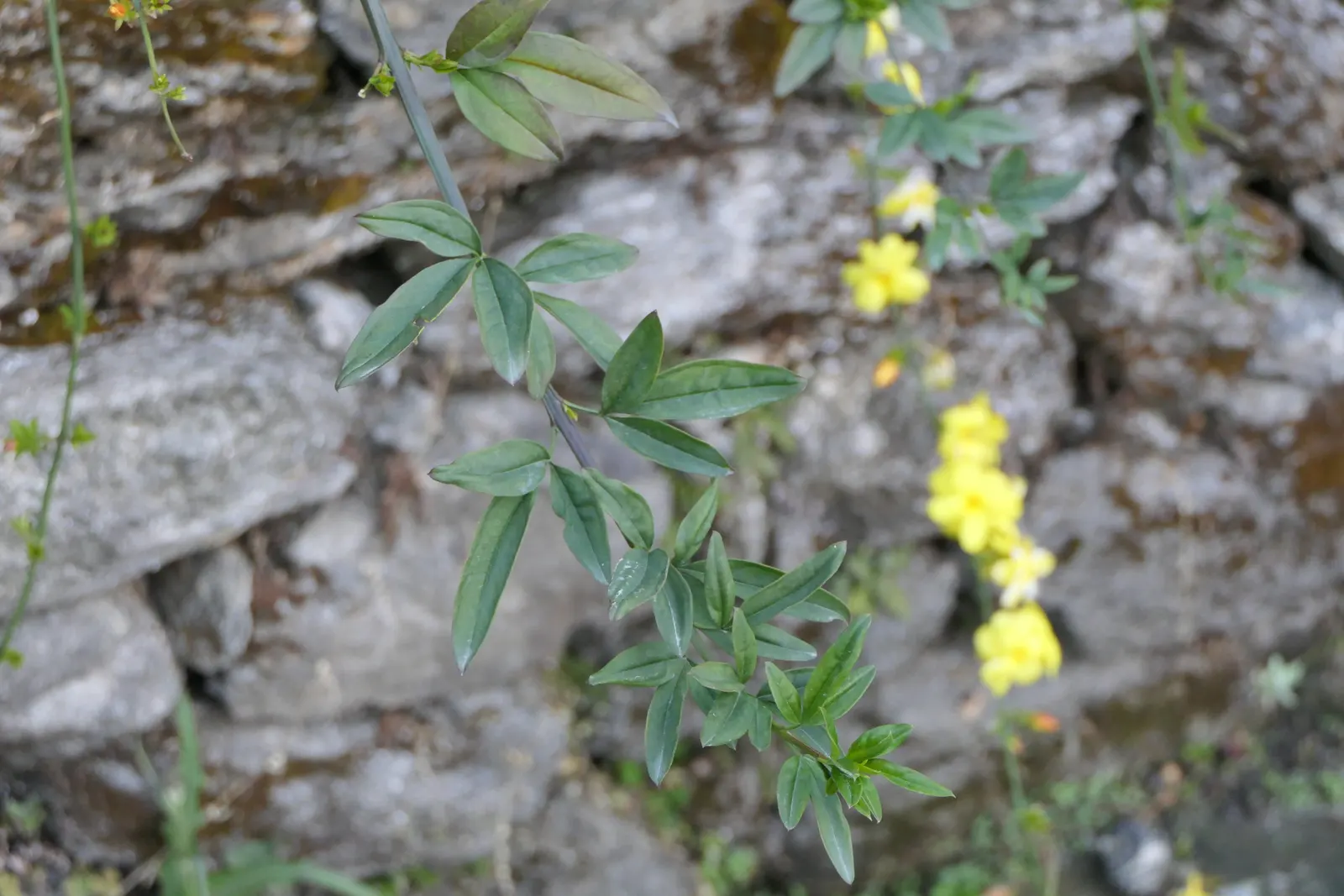 Primrose Jasmine (Jasminum Angulare) — full-bodied appearance to garden spaces.<br><br>Boasting arching; green stems that give it an informal