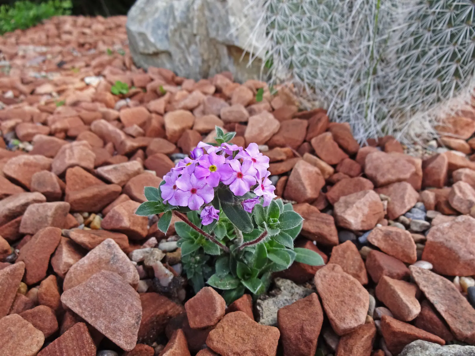 Primrose Jasmine (Jasminum Angulare) — Thriving in USDA zones 8-10, it requires well-draining soil, partial to full sun, and moderate watering; as the Primrose