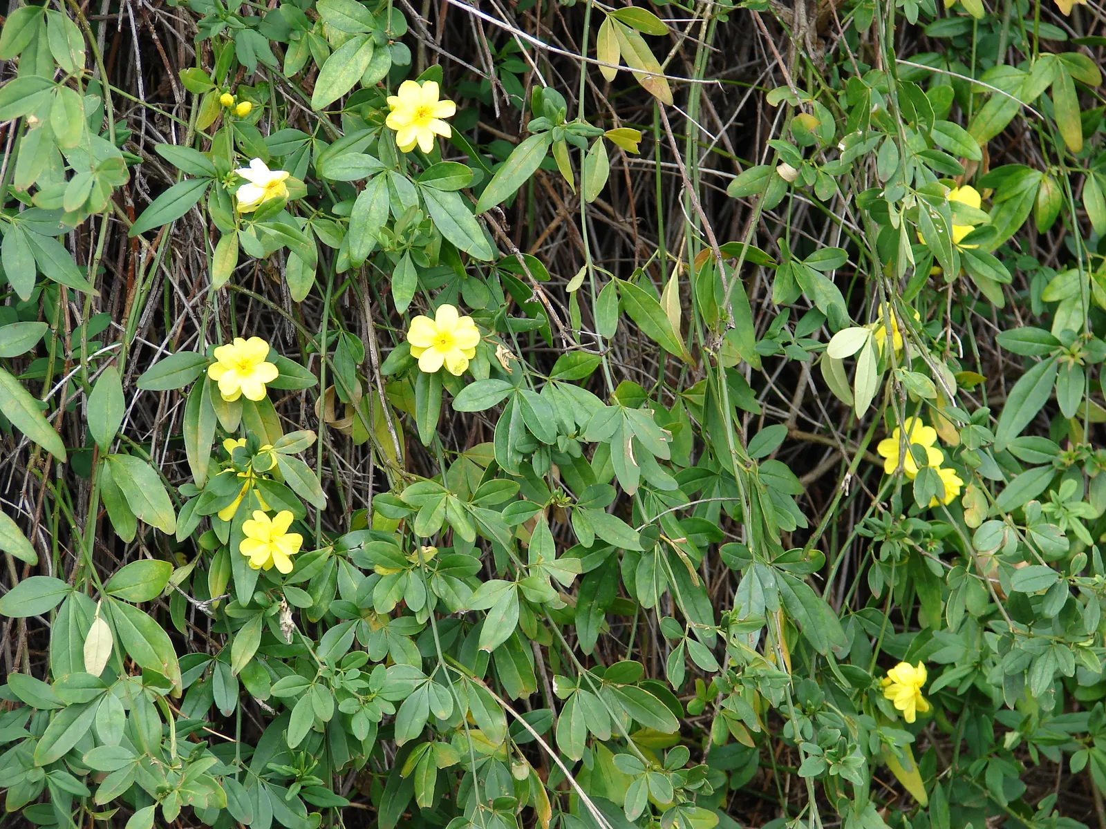 Primrose Jasmine (Jasminum Angulare) — shrub for full or half