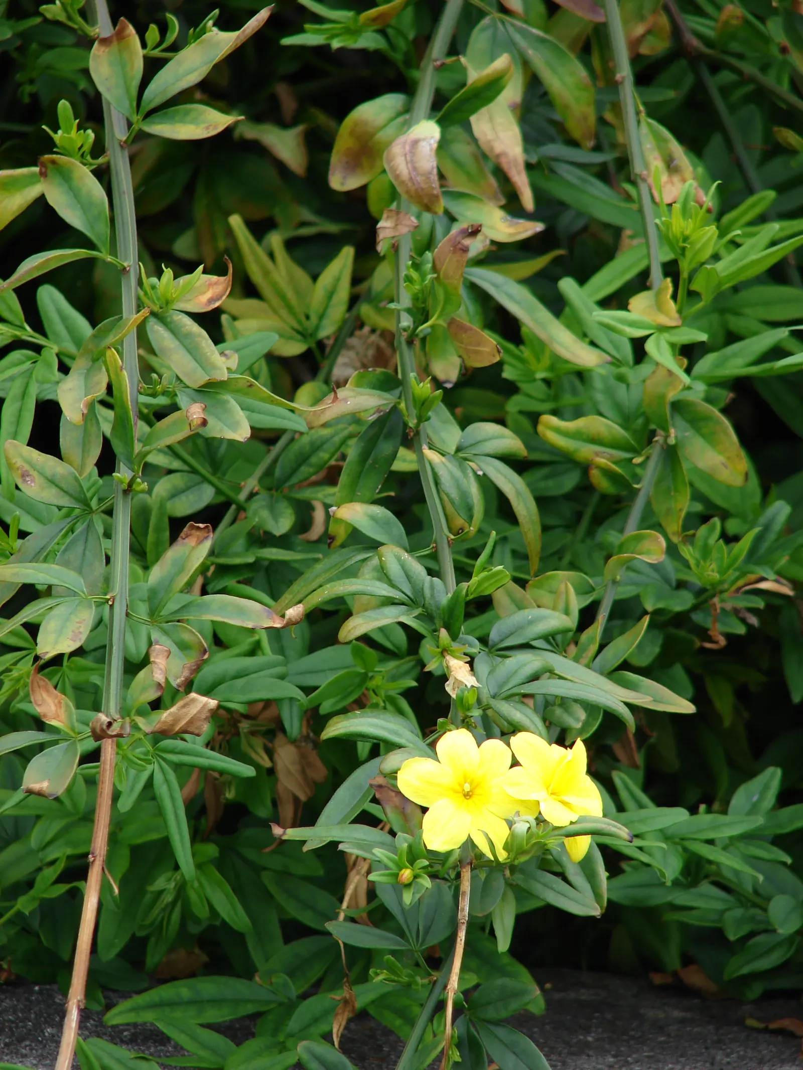 Primrose Jasmine (Jasminum Angulare) — scientifically known as Jasminum mesnyi and often referred to by the synonym Jasminum angulare; present in loose