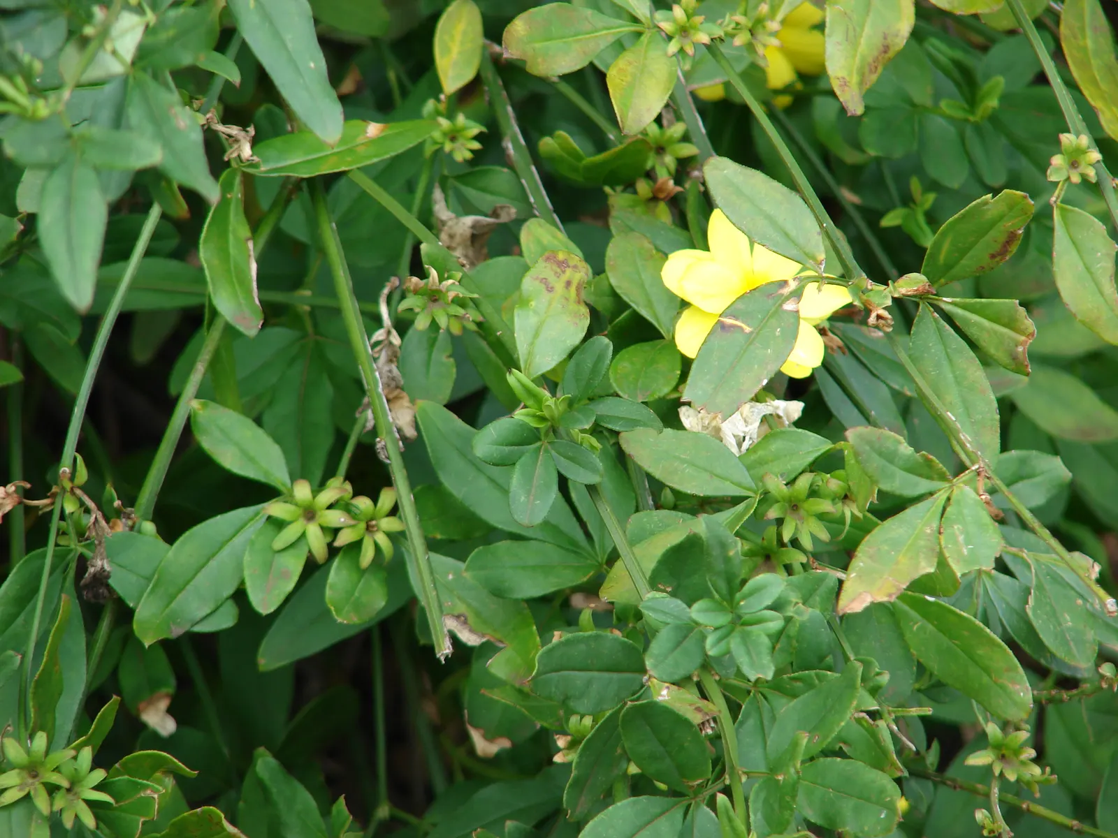 Primrose Jasmine (Jasminum Angulare) — shrub with white blooms