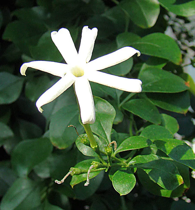 Primrose Jasmine (Jasminum Angulare) — though it flourishes best in well-drained soils enriched with organic matter; this plant is versatile and adaptive
