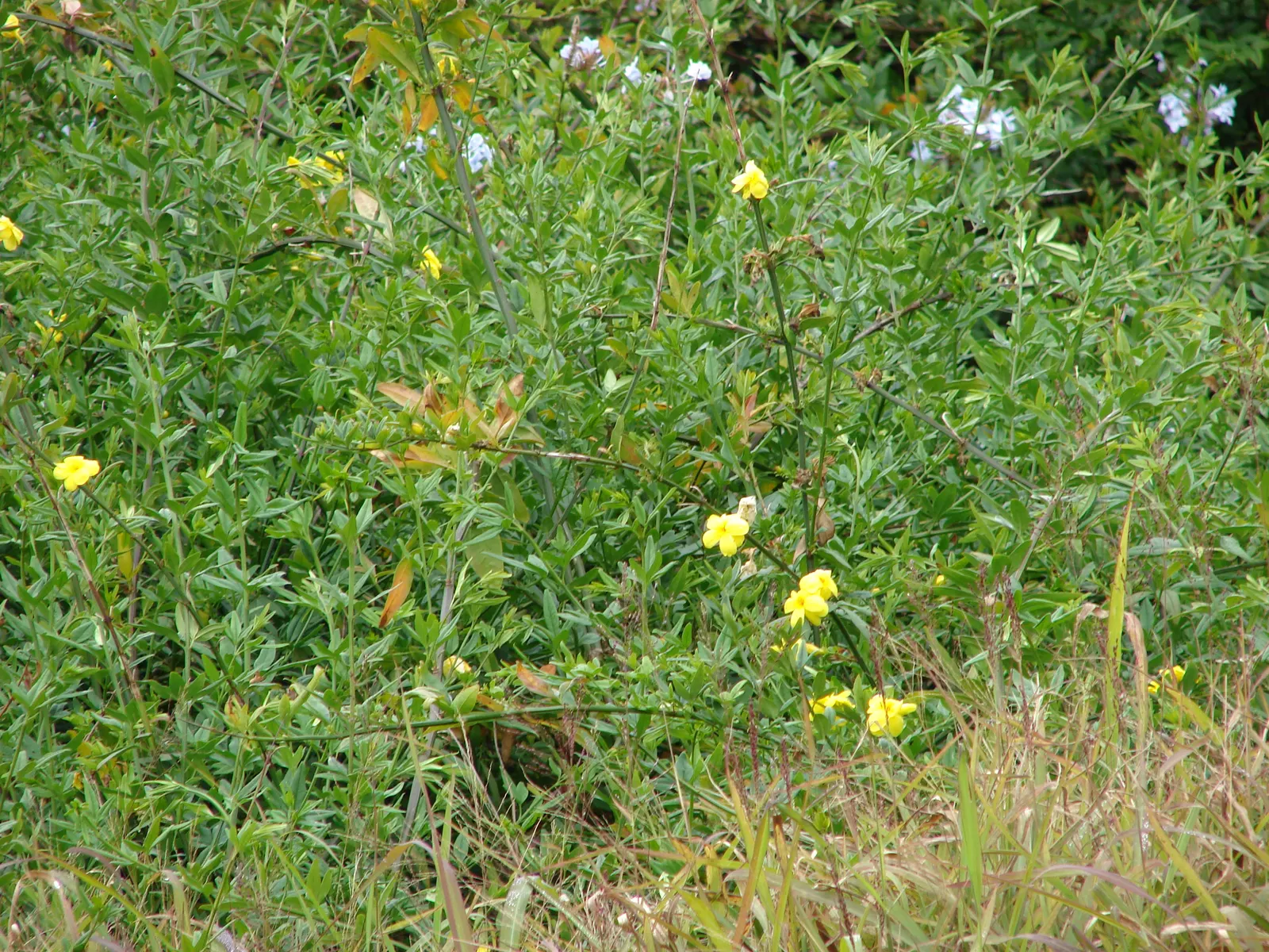 Primrose Jasmine (Jasminum Angulare) — its low-maintenance nature and moderate growth rate make it a delightful addition to temperate gardens; evergreen shrub