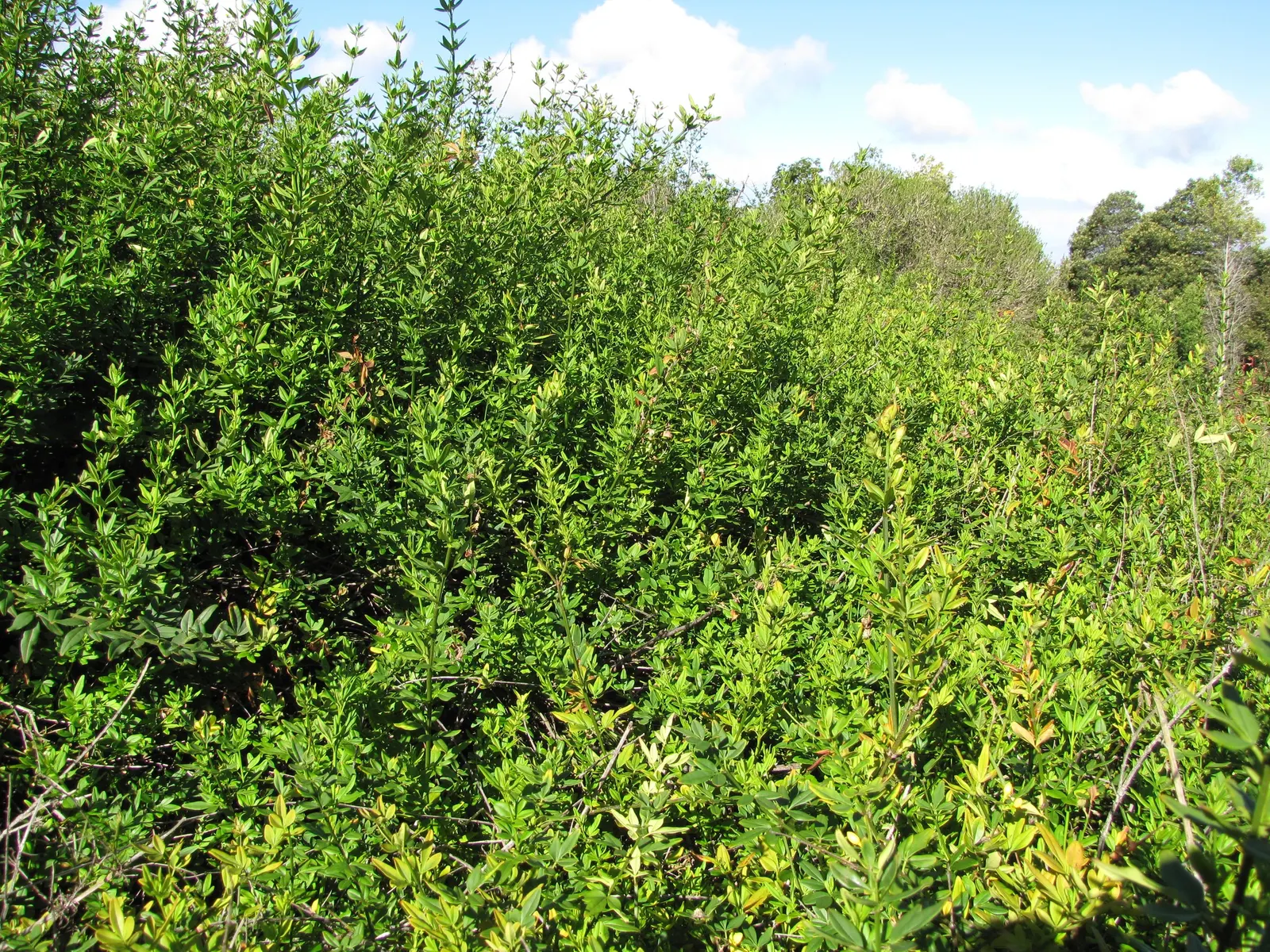 Primrose Jasmine (Jasminum Angulare) — inviting landscape design