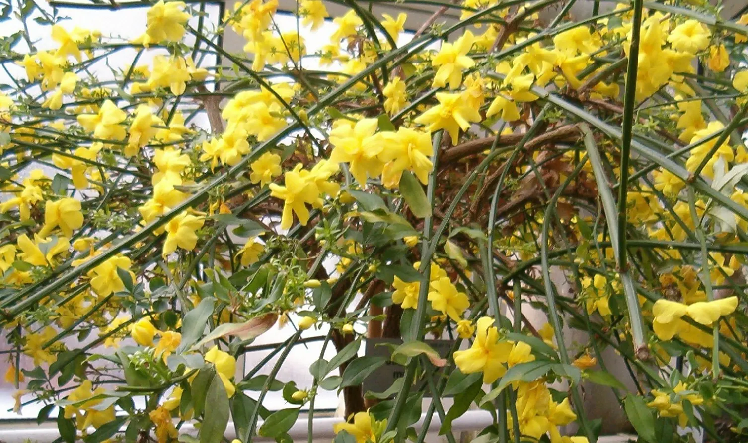 Primrose Jasmine (Jasminum Angulare) — as the Primrose Jasmine is suitable for USDA hardiness zones 8 through 10