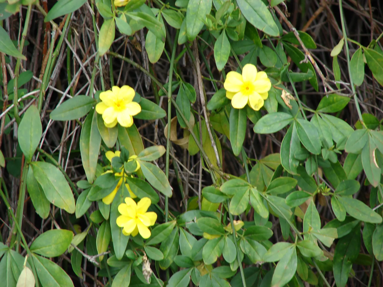 Primrose Jasmine (Jasminum Angulare) — approximately 1 to 2 inches in diameter, image 38