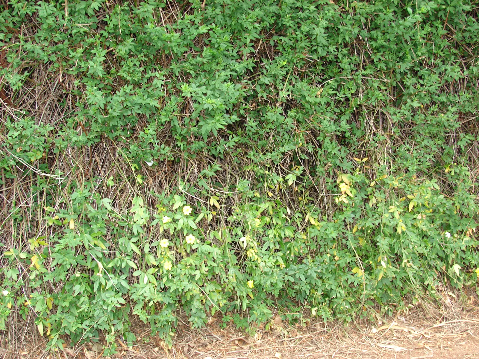 Primrose Jasmine (Jasminum Angulare) — white flowers in the garden