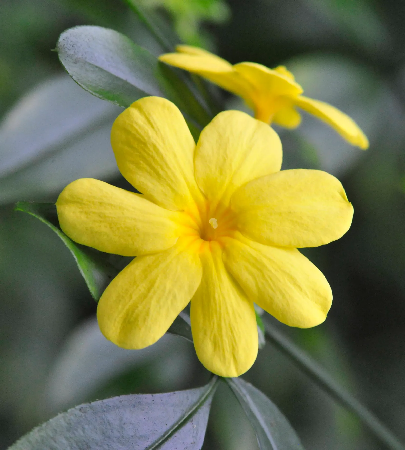 Primrose Jasmine (Jasminum Angulare) — Minimal pruning is needed