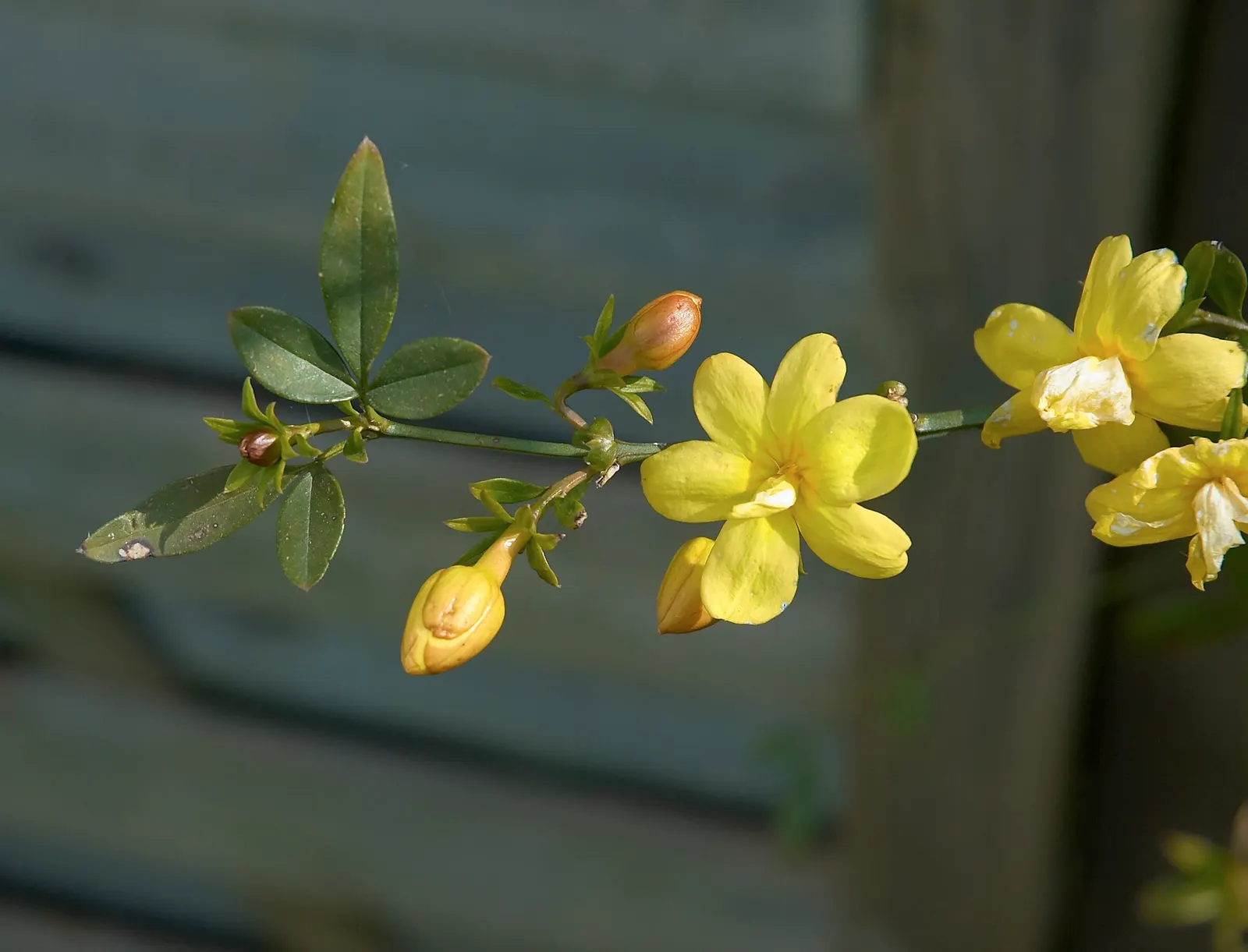 Primrose Jasmine (Jasminum Angulare) — primarily for shaping and controlling size