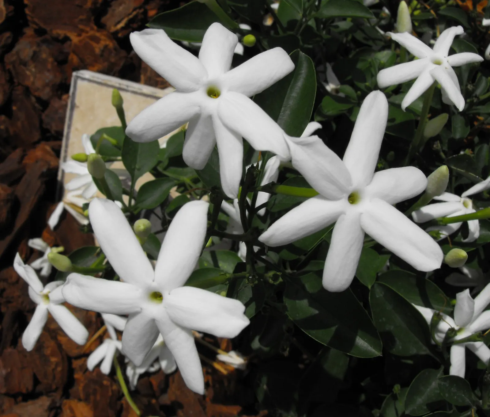 Primrose Jasmine (Jasminum Angulare) — as the Primrose Jasmine is suitable for USDA hardiness zones 8 through 10; white flowers in the garden