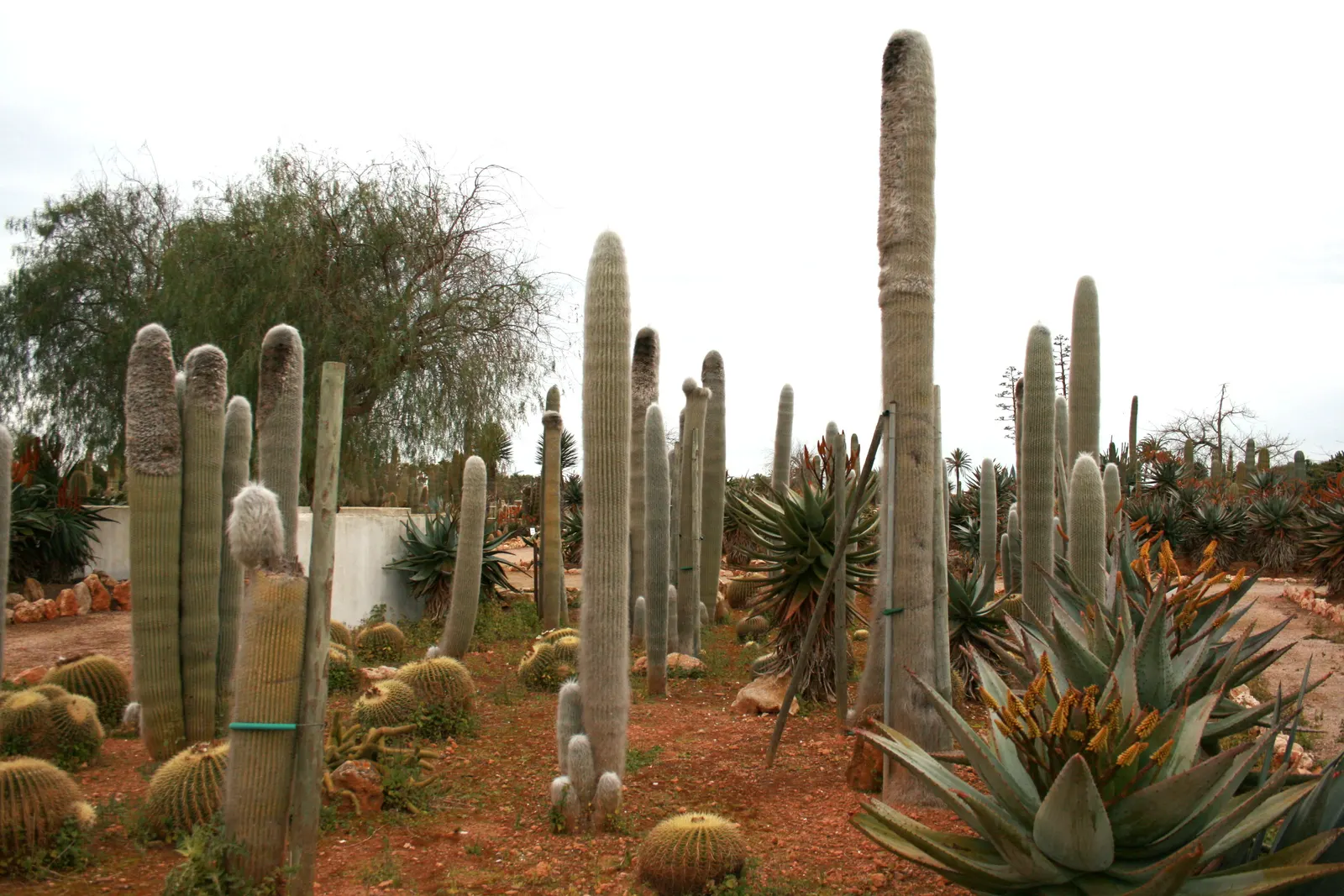 Old Man Cactus (Cephalocereus Senilis) — but mature specimens may produce pink to red blossoms at the crown during late spring or summer, image 69