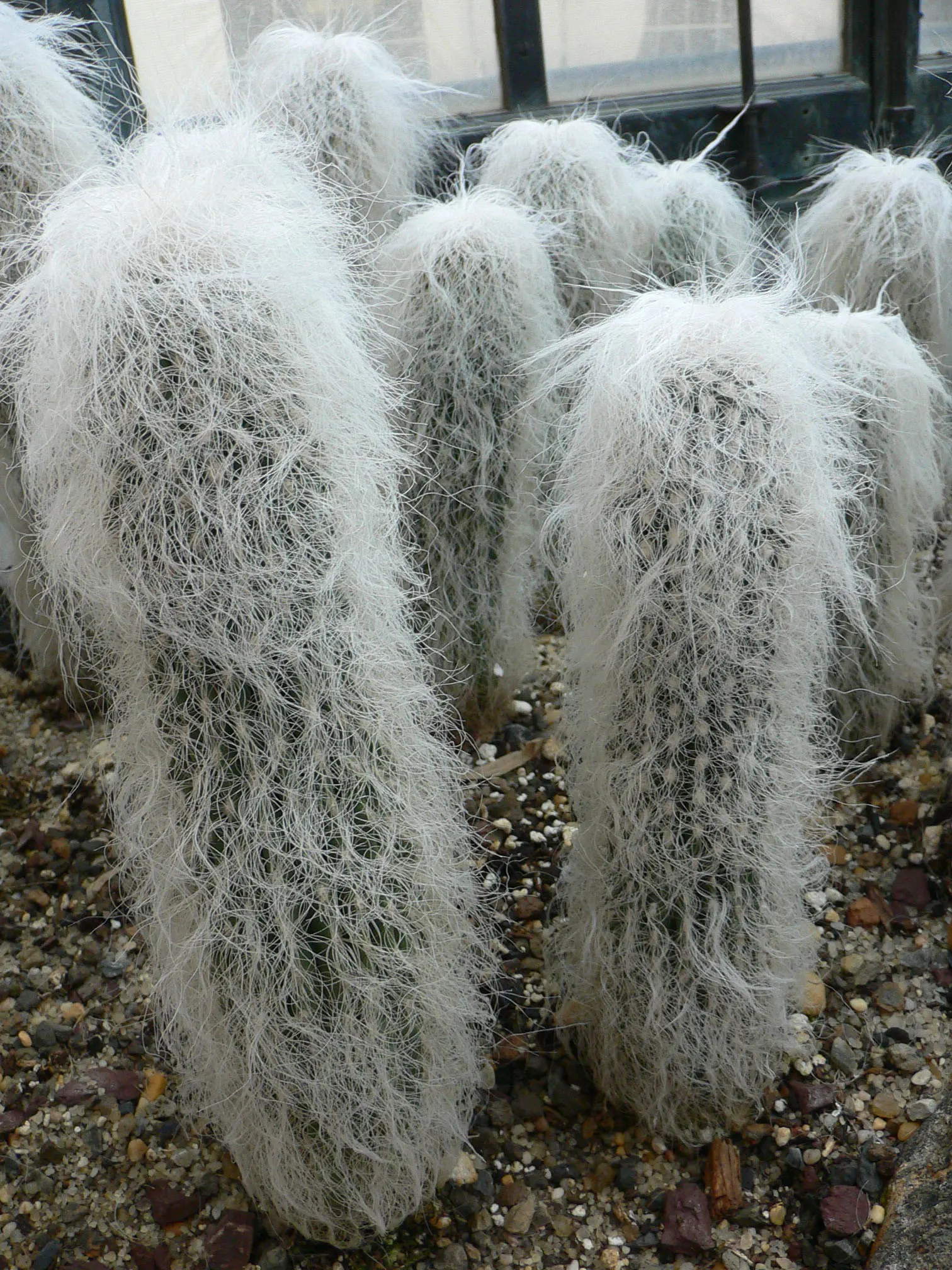 Old Man Cactus (Cephalocereus Senilis) — pink flowers in the garden; hailing from the arid regions of eastern Mexico, image 73