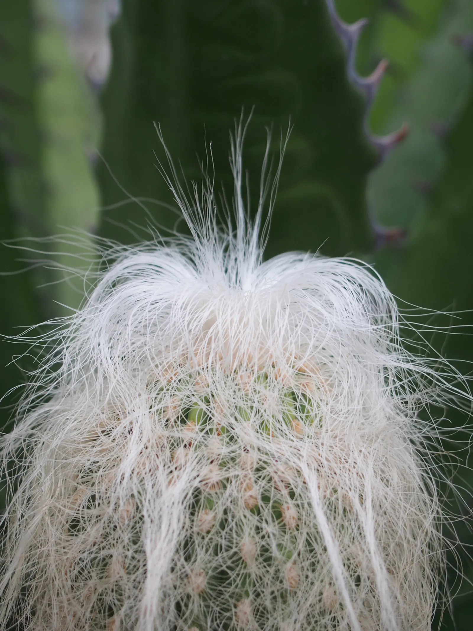 Old Man Cactus (Cephalocereus Senilis) — with a diameter of 12 to 18 inches when fully mature; it may benefit from a cactus-specific fertilizer to, image 60