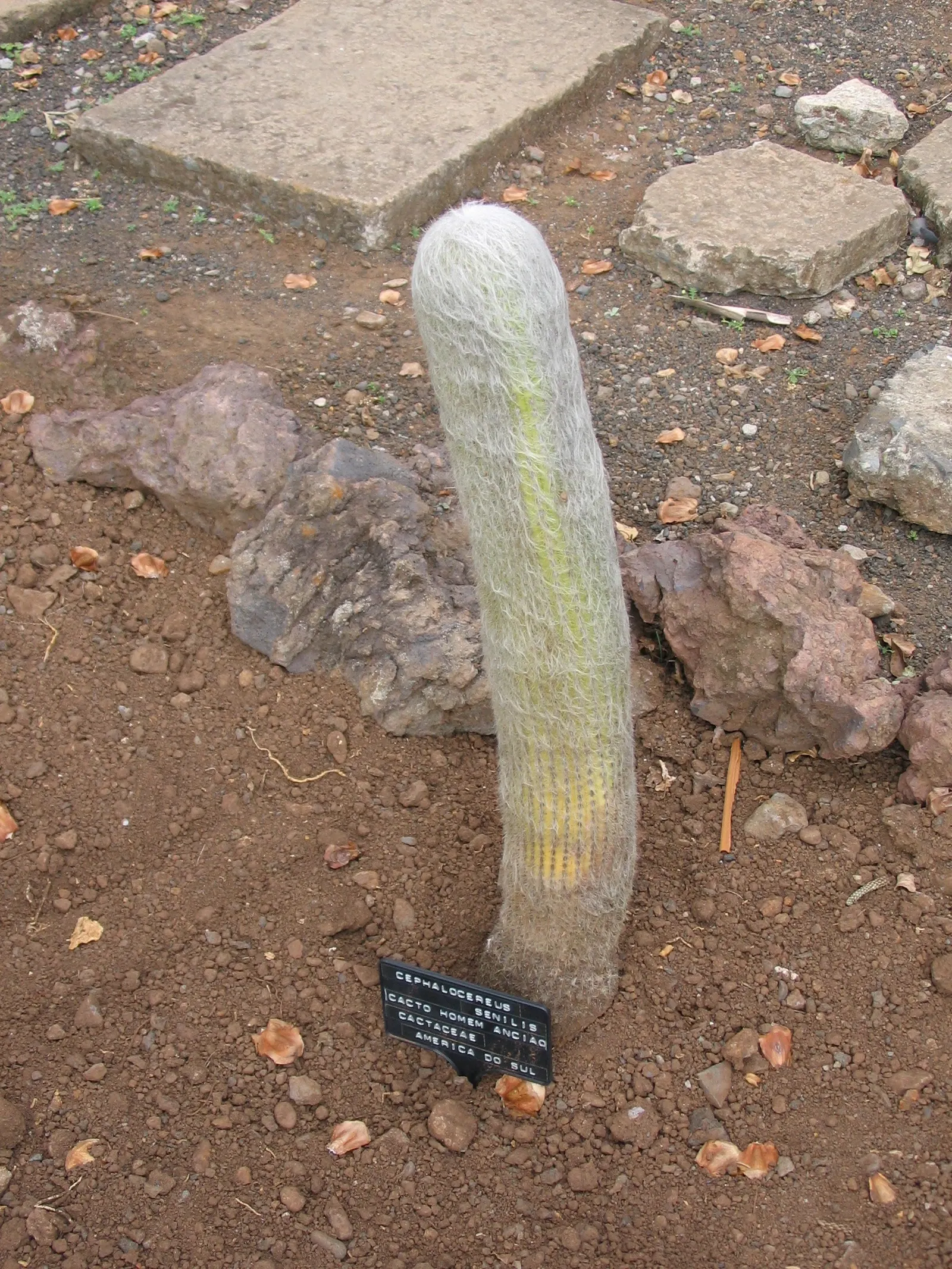 Old Man Cactus (Cephalocereus Senilis) — pink flowers in the garden; hailing from the arid regions of eastern Mexico