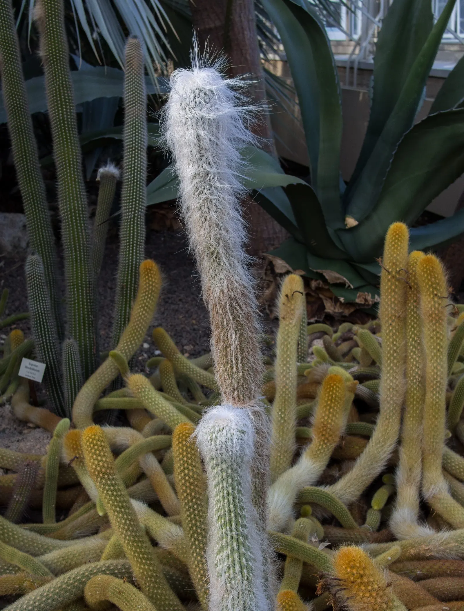 Old Man Cactus (Cephalocereus Senilis) — it can tolerate temperatures just below freezing, image 38