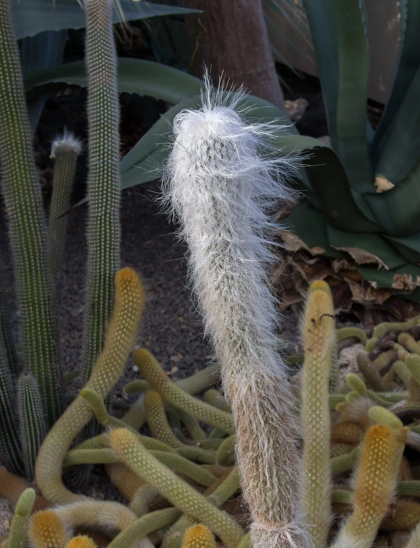 Old Man Cactus (Cephalocereus Senilis) — During its growth season in the warmer months; this slow-growing cactus can reach impressive heights of up to 15 feet