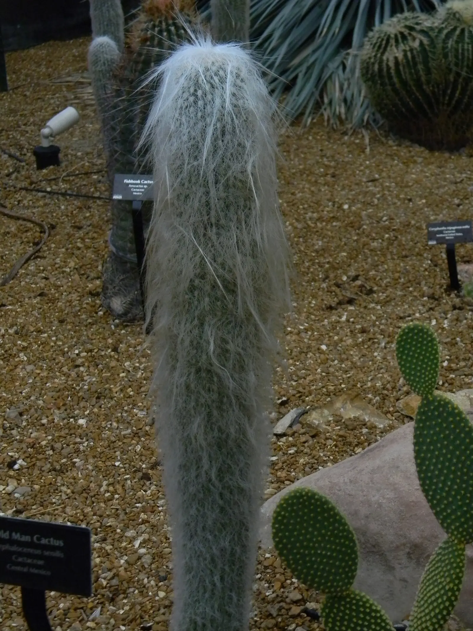 Old Man Cactus (Cephalocereus Senilis) — especially in cultivation; pink flowers in the garden