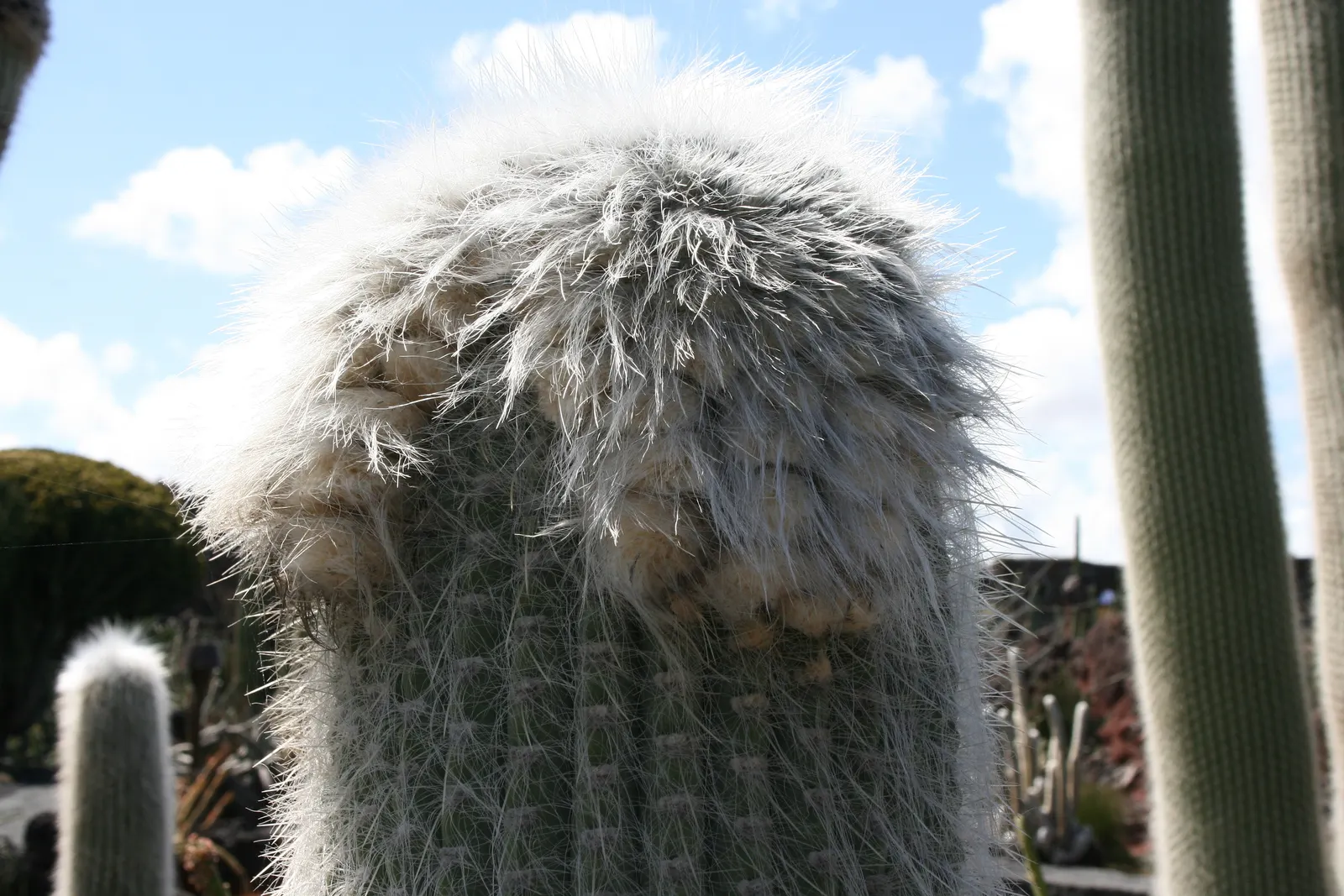 Old Man Cactus (Cephalocereus Senilis) — Overwatering can lead to root rot, a common issue with cacti; hair-like spines enveloping its columnar body, image 65