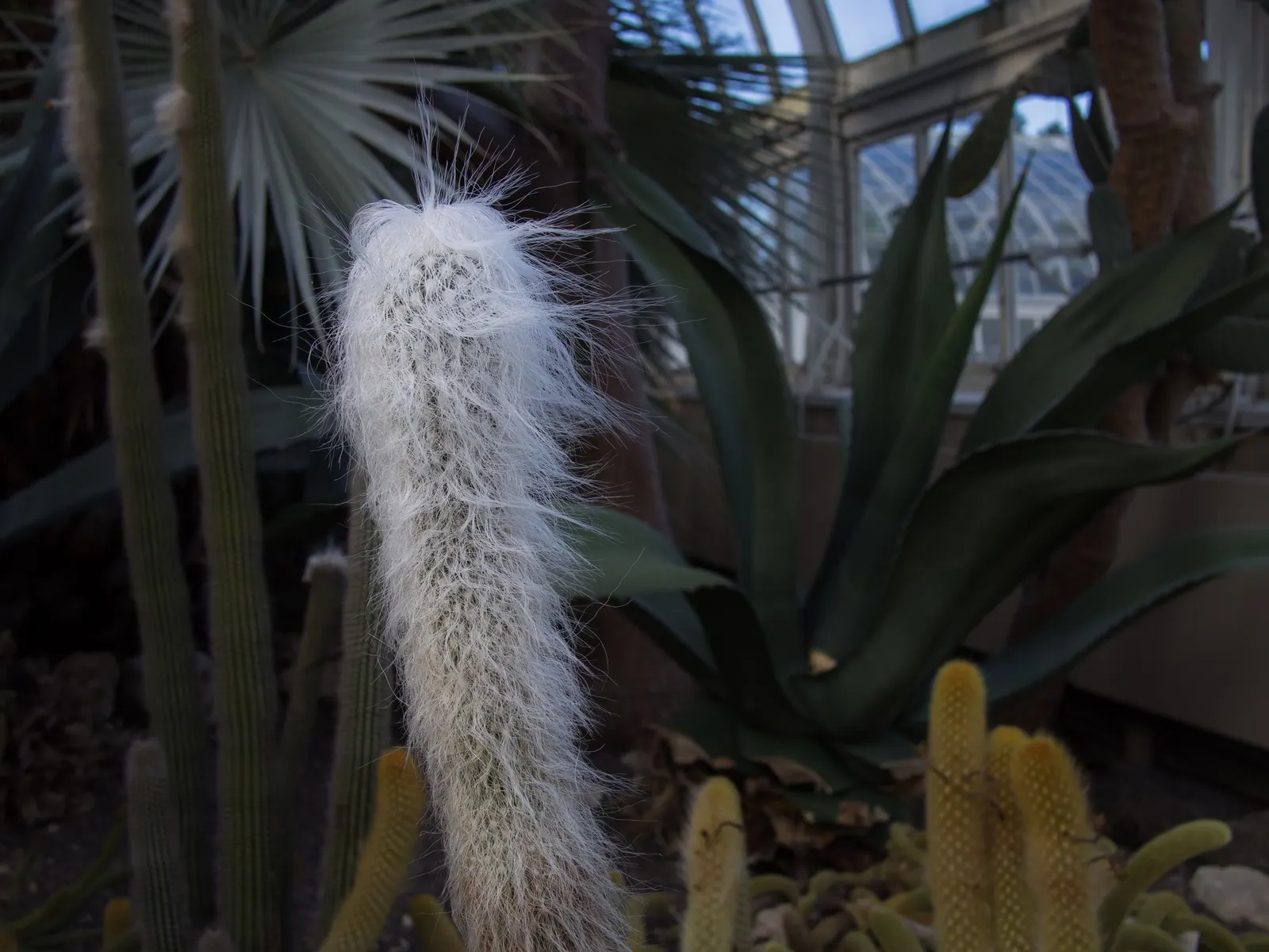 Old Man Cactus (Cephalocereus Senilis) — the Old Man Cactus thrives in well-draining soil and requires full sunlight to maintain its health and, image 37