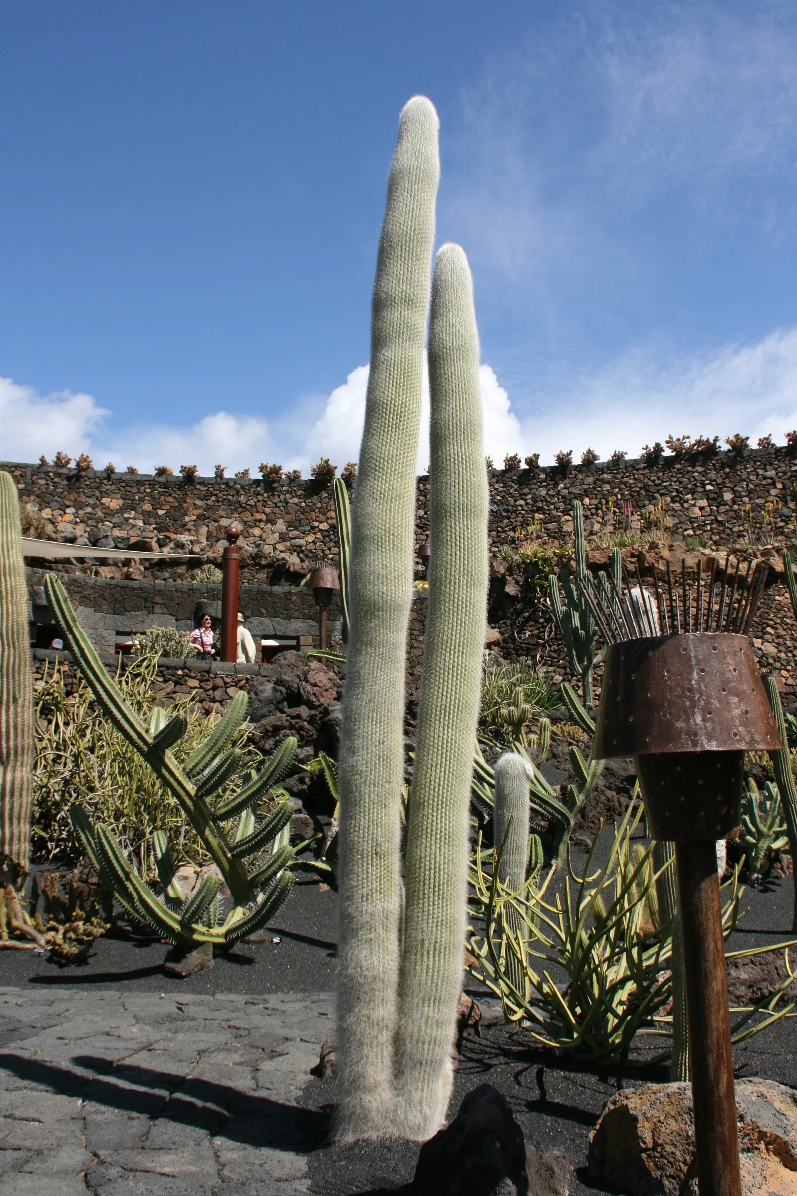 Old Man Cactus (Cephalocereus Senilis) — This species is particularly noted for its shaggy coat of long; cactus with pink blooms, image 61