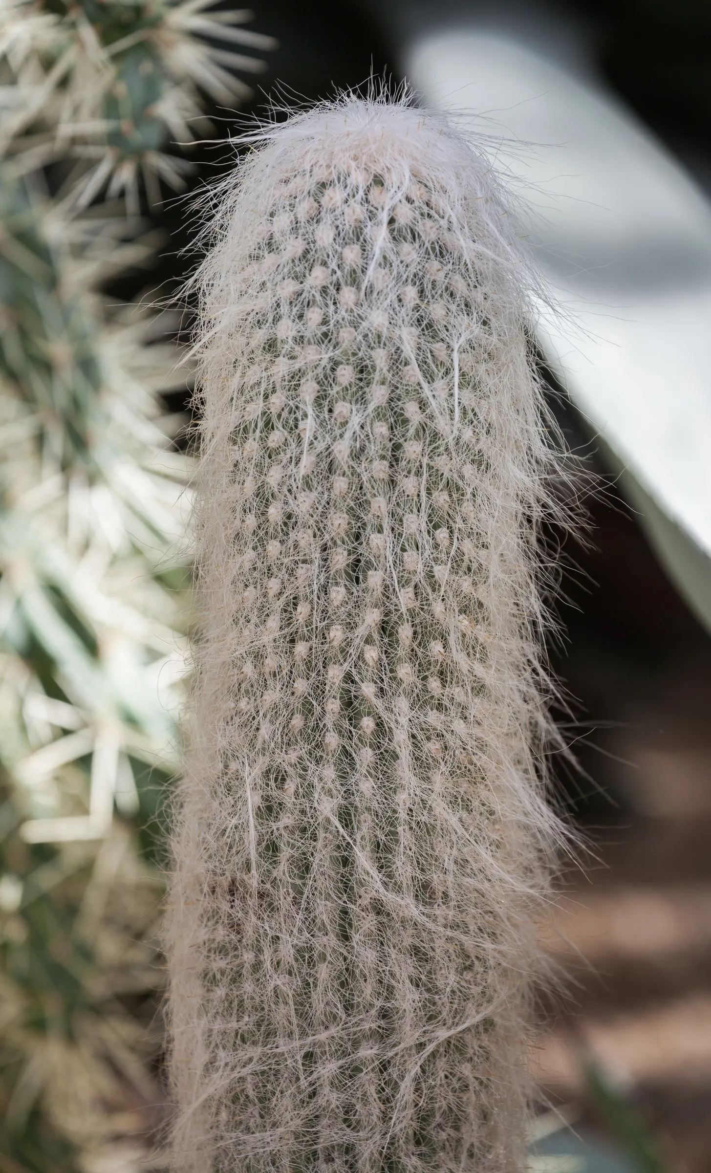 Old Man Cactus (Cephalocereus Senilis) — it may benefit from a cactus-specific fertilizer to encourage vitality.<br><br>Flowering is rare; during its growth