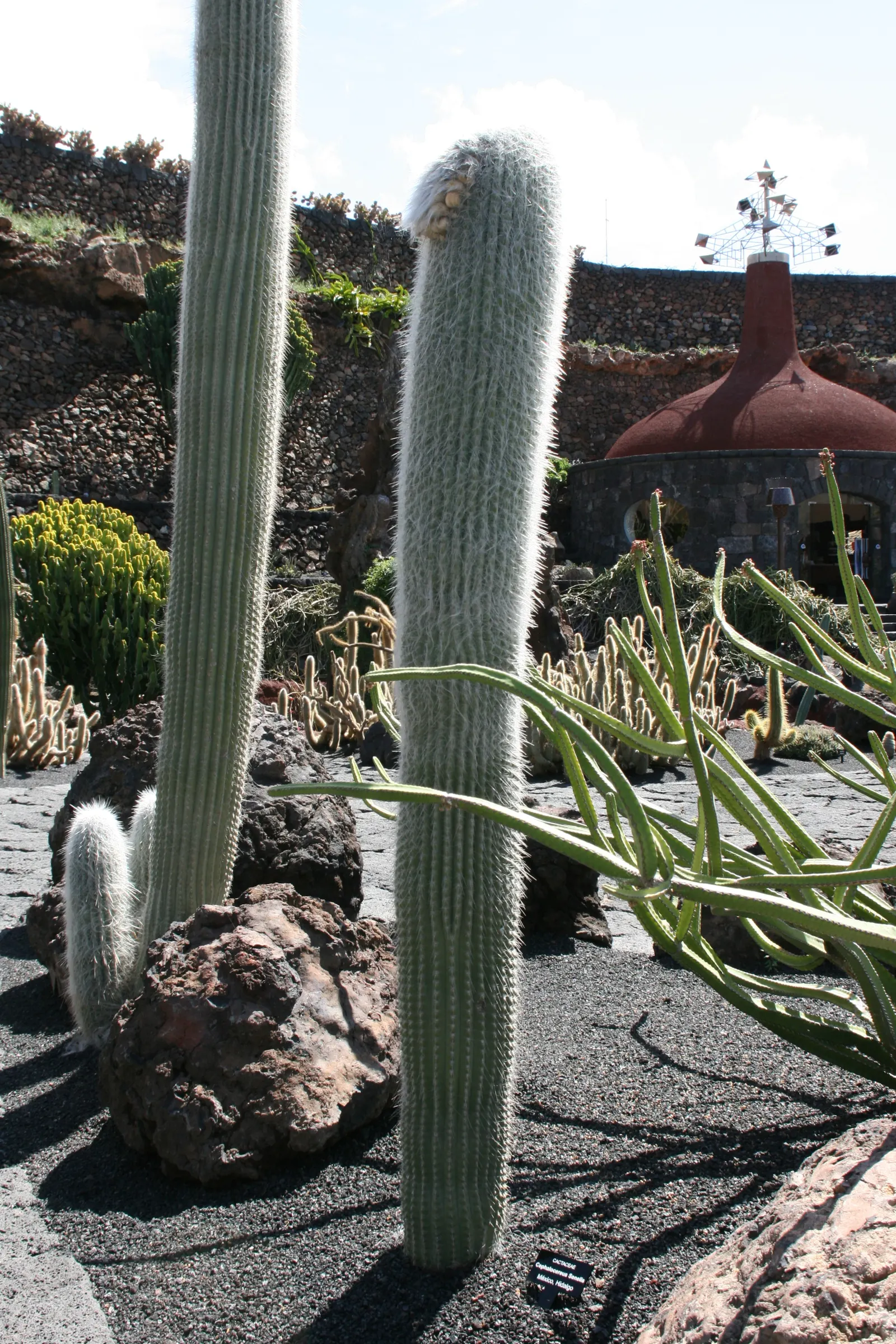 Old Man Cactus (Cephalocereus Senilis) — It prefers full sun and well-drained soil; cactus for full, image 54