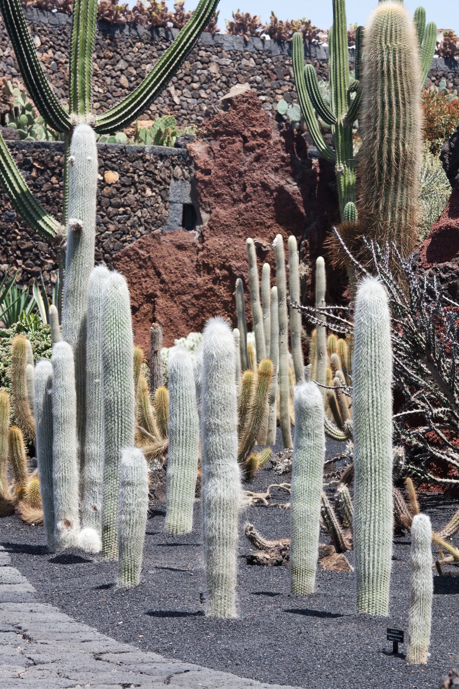Old Man Cactus (Cephalocereus Senilis) — cactus with pink blooms; overwatering can lead to root rot, a common issue with cacti, image 74