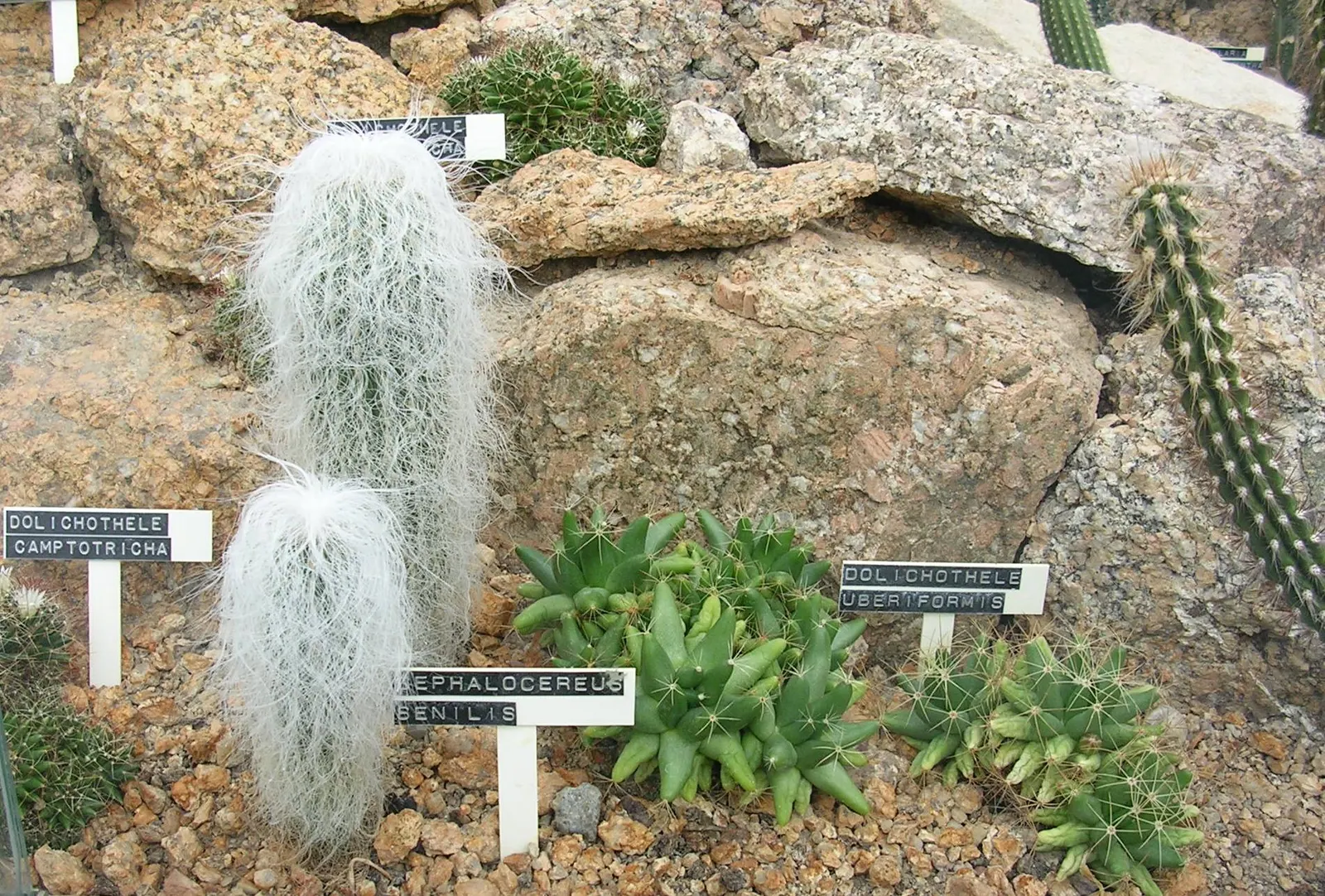 Old Man Cactus (Cephalocereus Senilis) — Frost-sensitive, ideal in USDA zones 9-11; demanding a deep but infrequent watering schedule to mimic its, image 56