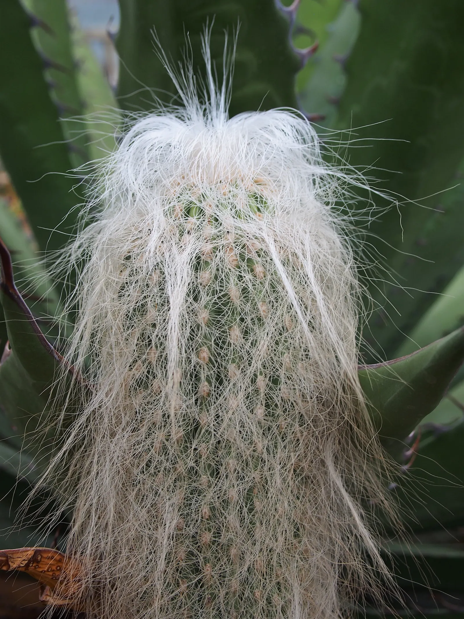 Old Man Cactus (Cephalocereus Senilis) — this slow-growing cactus can reach impressive heights of up to 15 feet; with a diameter of 12 to 18 inches, image 59