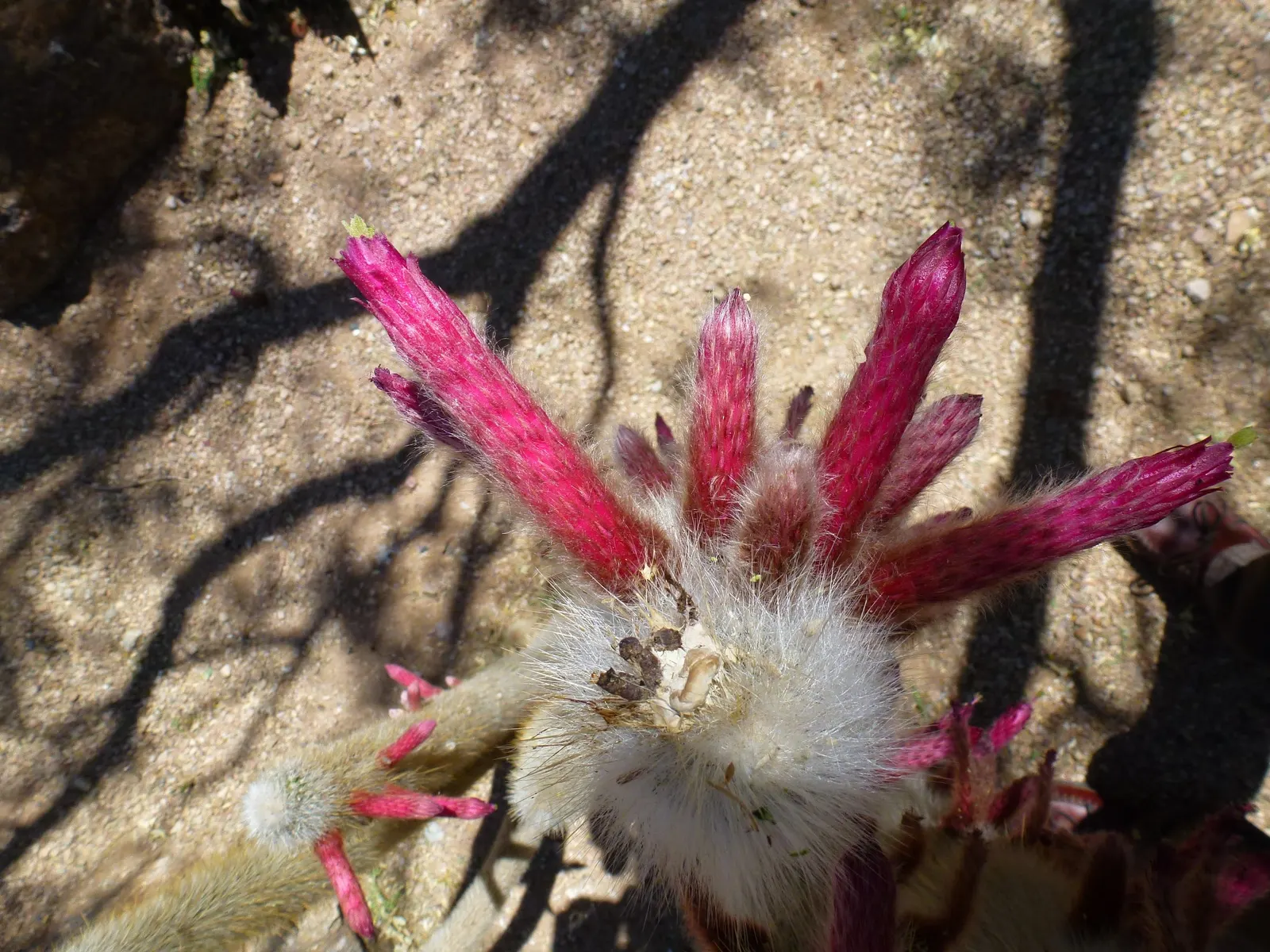 Old Man Cactus (Cephalocereus Senilis) — especially in cultivation; pink flowers in the garden, image 68