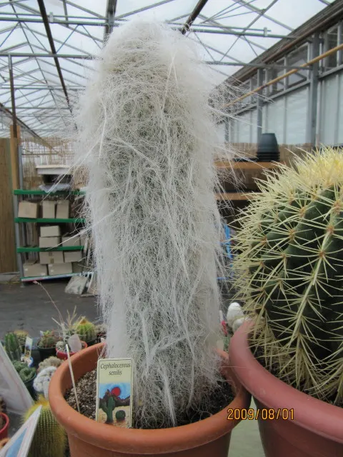 Old Man Cactus (Cephalocereus Senilis) — commonly known as the Old Man Cactus; it prefers full sun and well-drained soil, image 51