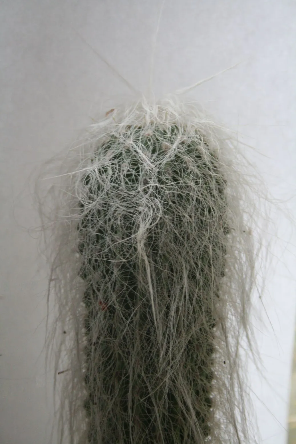 Old Man Cactus (Cephalocereus Senilis) — hair-like spines enveloping its columnar body; this species is particularly noted for its shaggy coat of, image 52