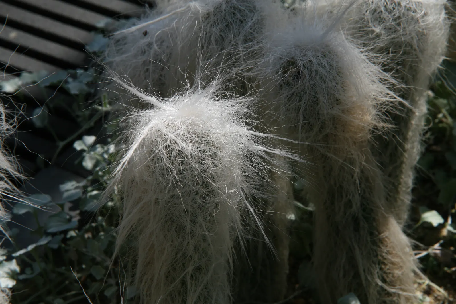 Old Man Cactus (Cephalocereus Senilis) — cactus for full; elevating the aesthetic with its unique and stately presence