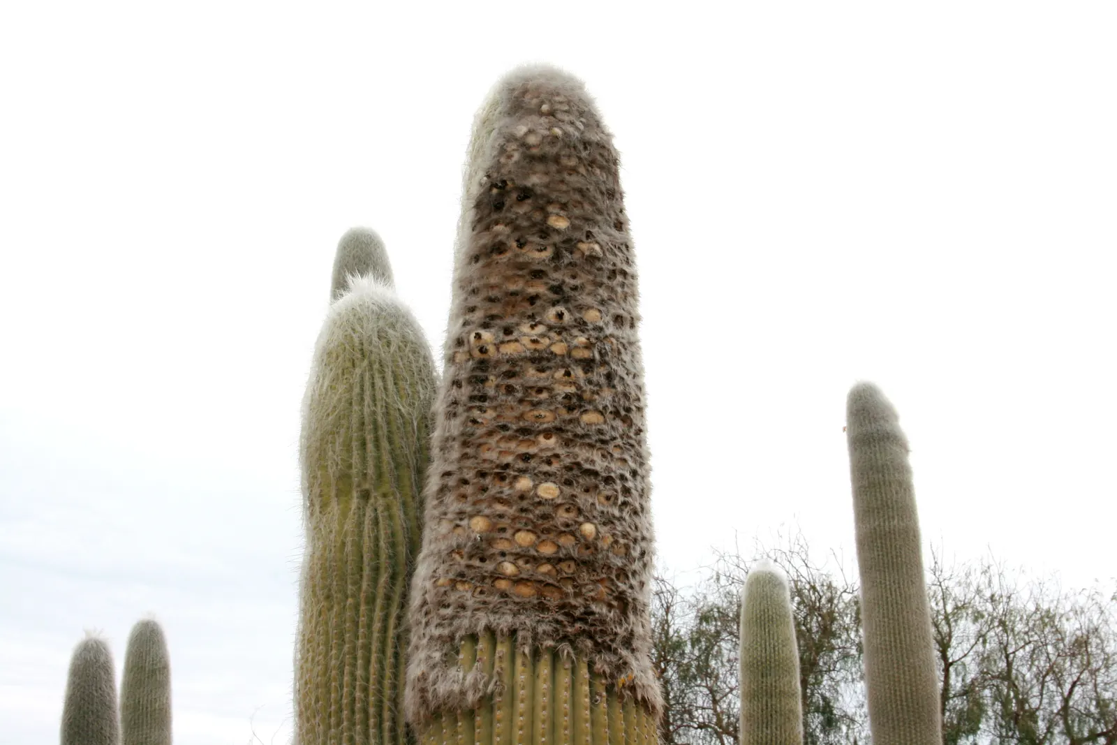 Old Man Cactus (Cephalocereus Senilis) — it can tolerate temperatures just below freezing, image 63
