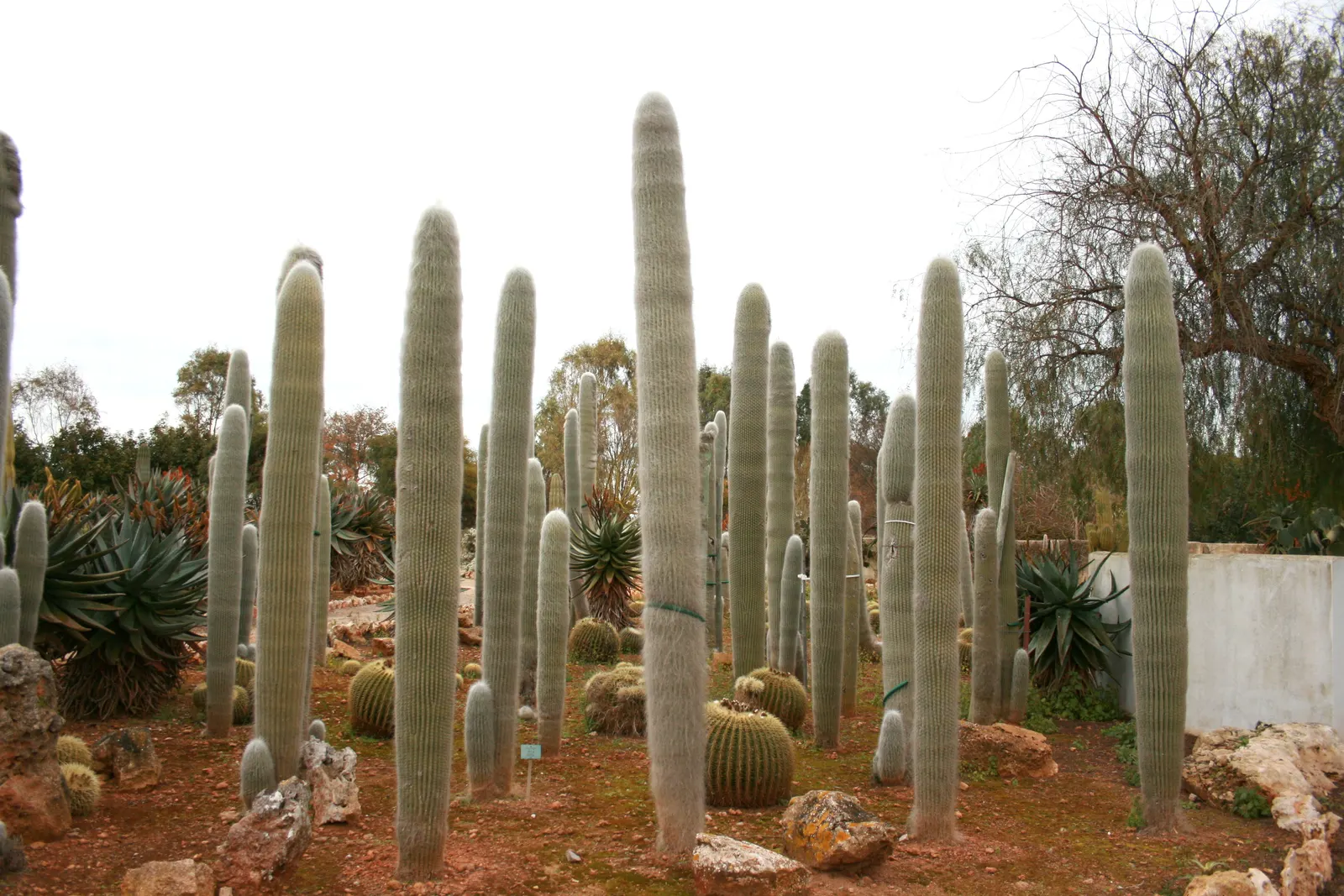 Old Man Cactus (Cephalocereus Senilis) — it may benefit from a cactus-specific fertilizer to encourage vitality.<br><br>Flowering is rare; during, image 67