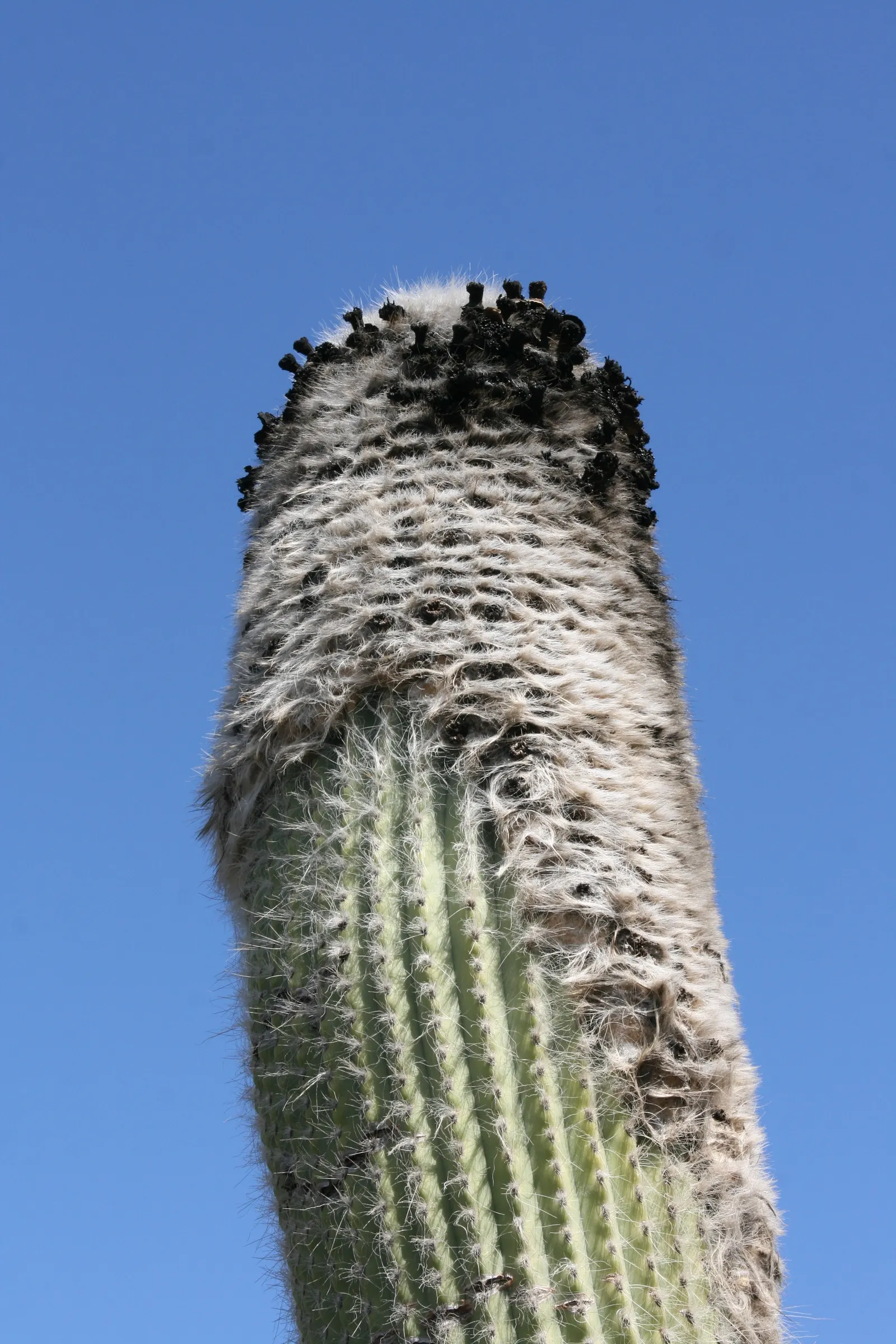 Old Man Cactus (Cephalocereus Senilis) — During its growth season in the warmer months; this slow-growing cactus can reach impressive heights of up, image 66
