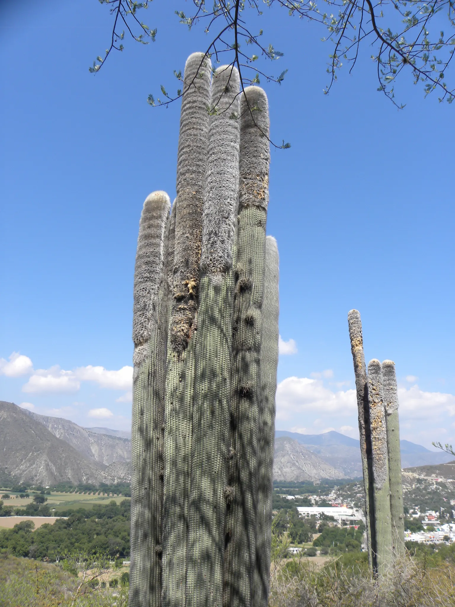 Old Man Cactus (Cephalocereus Senilis) — the Old Man Cactus thrives in well-draining soil and requires full sunlight to maintain its health and, image 62