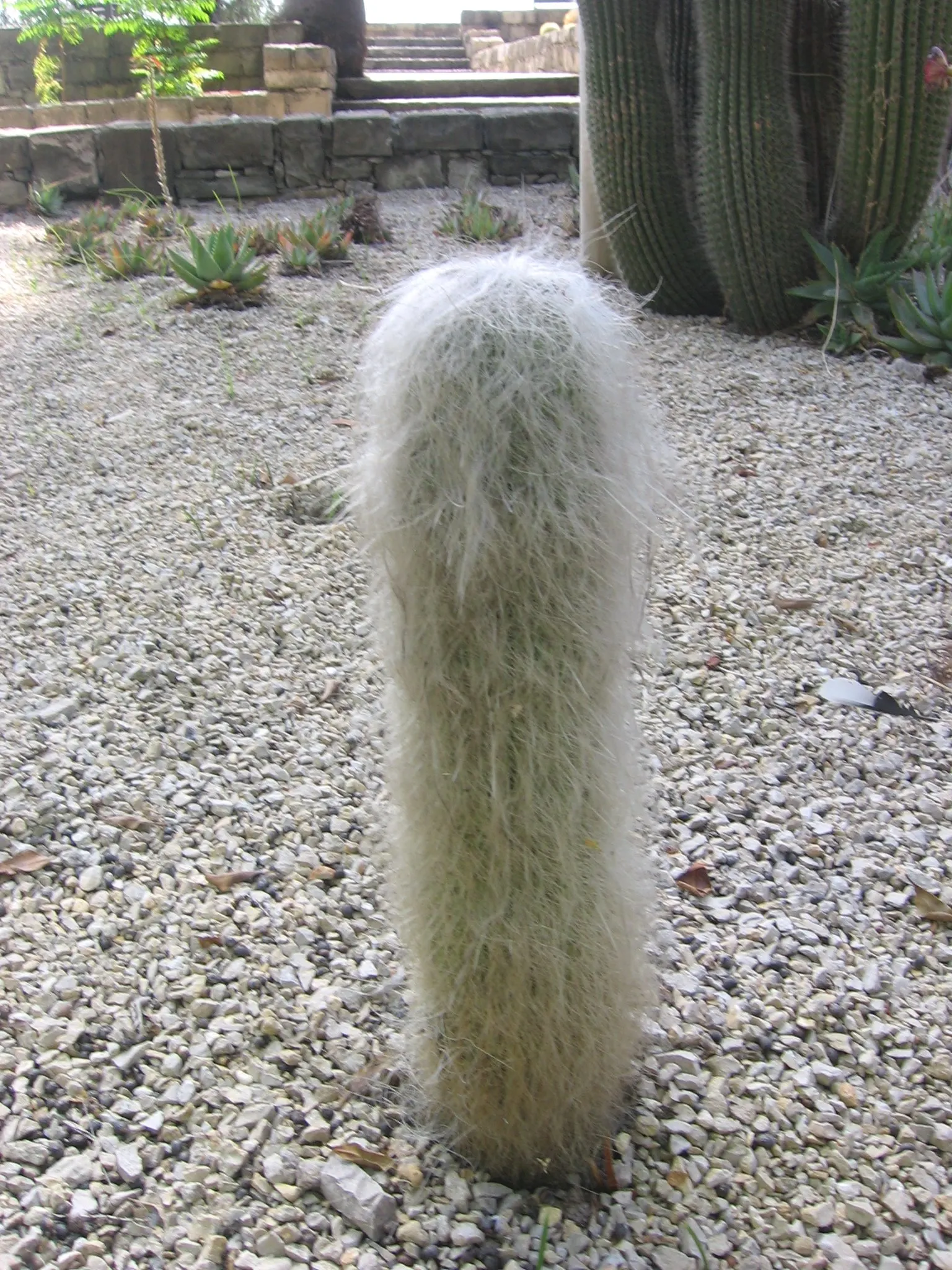 Old Man Cactus (Cephalocereus Senilis) — Drought-tolerant and low-maintenance, it adds a touch of whimsy to arid landscapes; is an intriguing, image 55