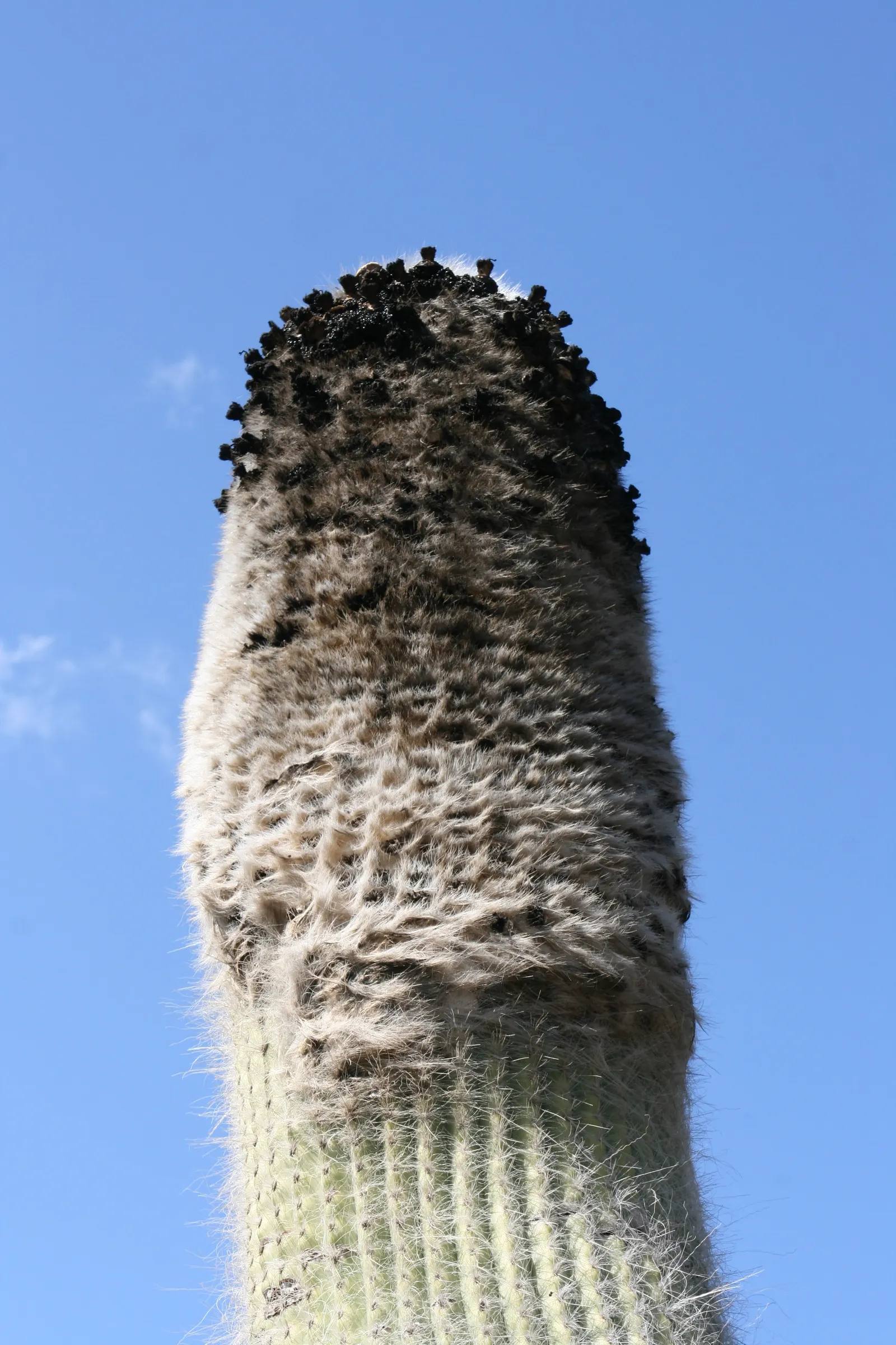 Old Man Cactus (Cephalocereus Senilis) — is an intriguing columnar cactus that brings a distinctive texture and height to any landscape design; the, image 57