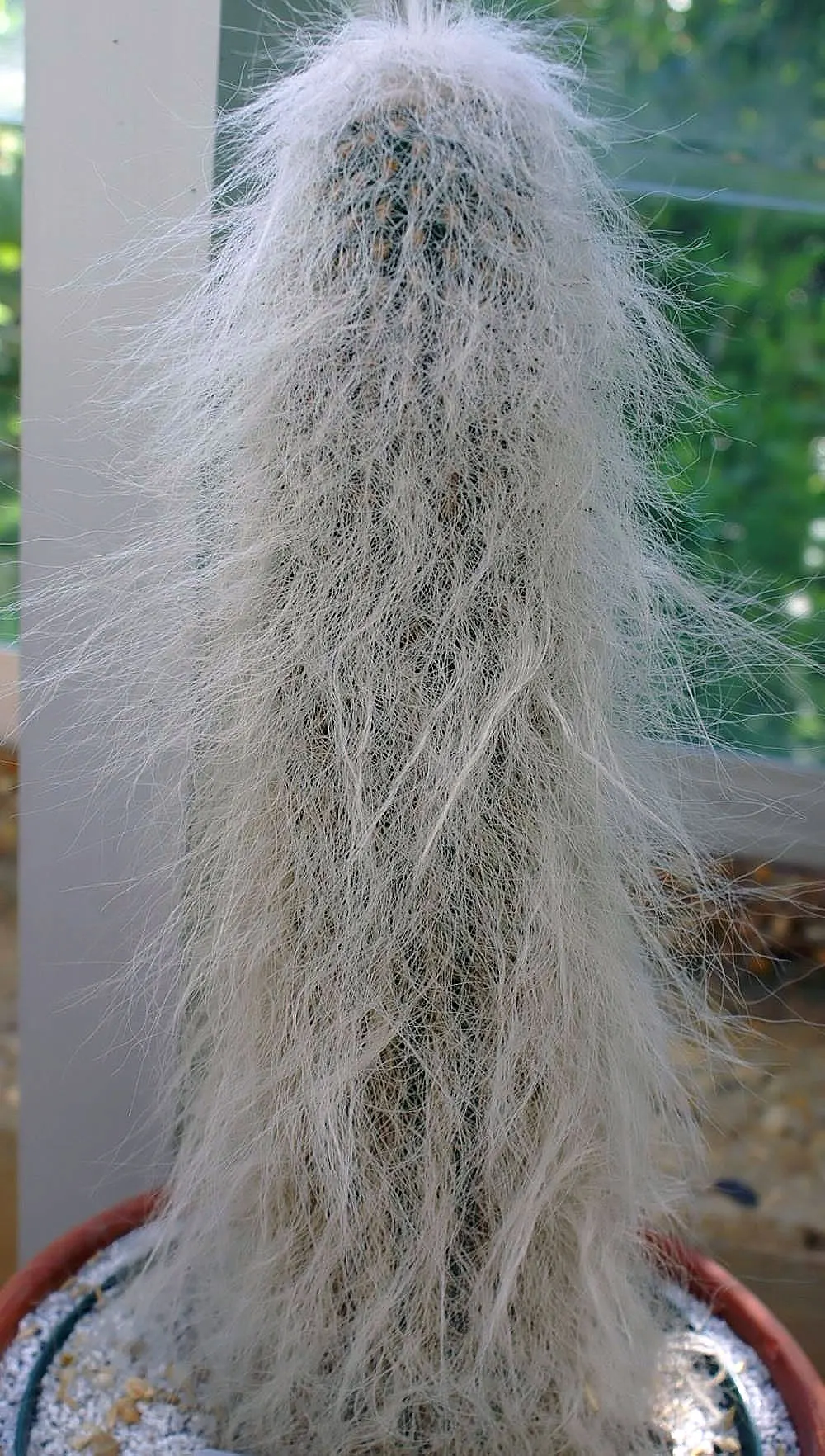Old Man Cactus (Cephalocereus Senilis) — Considering its eventual height and low maintenance; the Old Man Cactus thrives in well-draining soil and requires