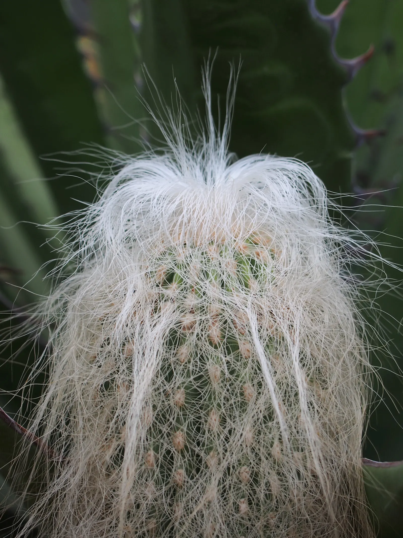 Old Man Cactus (Cephalocereus Senilis) — This slow-growing Mexican native can reach up to 15 feet tall but remains slender at 1.5 feet wide, image 53