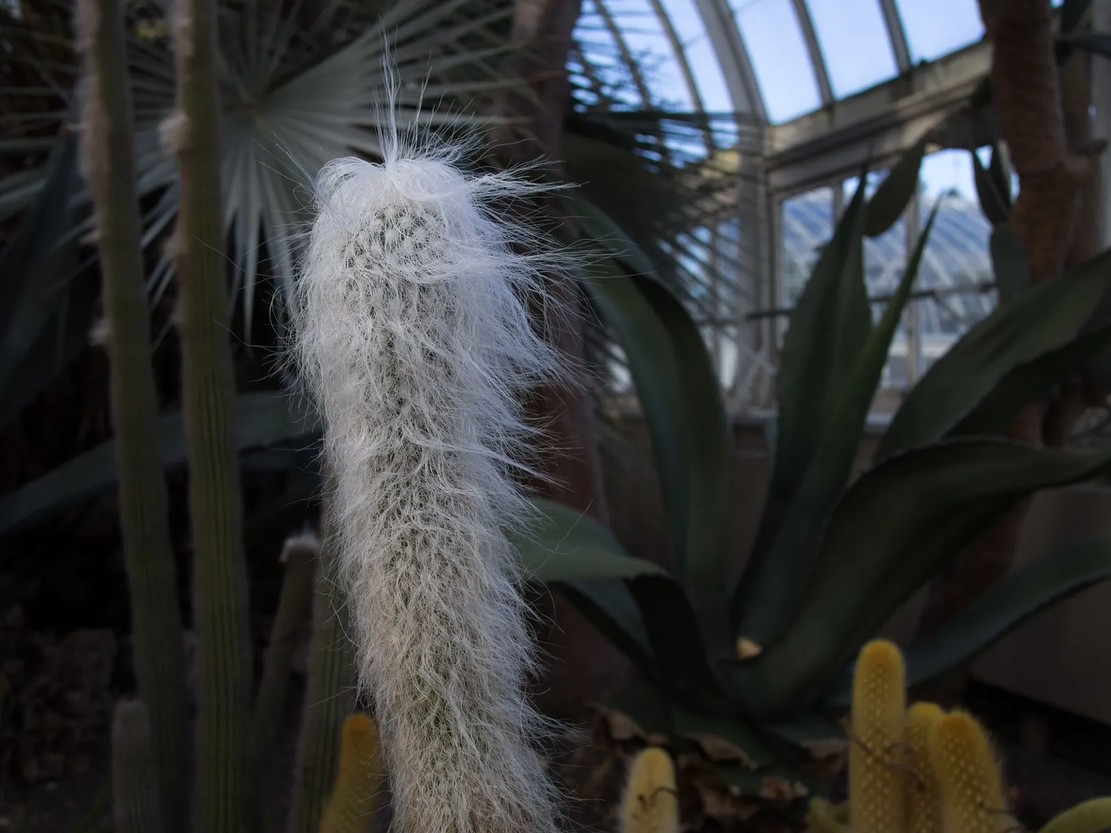 Old Man Cactus (Cephalocereus Senilis) — Overwatering can lead to root rot, a common issue with cacti; hair-like spines enveloping its columnar body