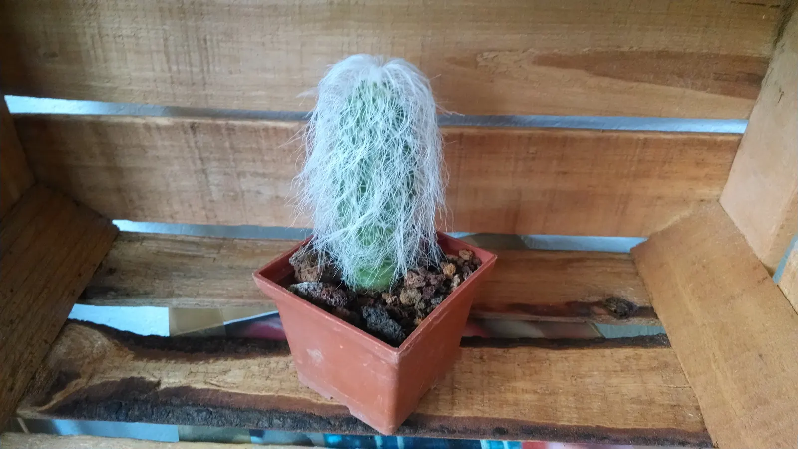 Old Man Cactus (Cephalocereus Senilis) — It prefers full sun and well-drained soil; cactus for full, image 79