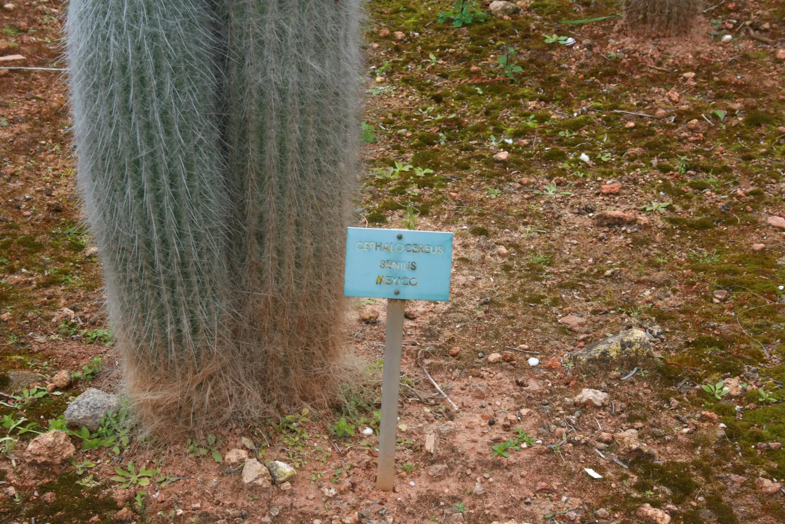 Old Man Cactus (Cephalocereus Senilis) — Hailing from the arid regions of eastern Mexico; this slow-growing Mexican native can reach up to 15 feet, image 58