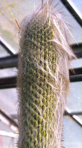 Old Man Cactus (Cephalocereus Senilis) — cactus with pink blooms; overwatering can lead to root rot, a common issue with cacti